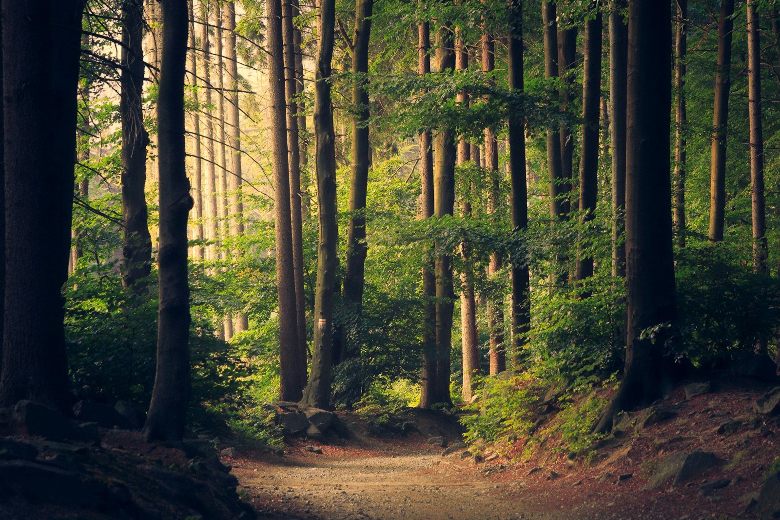 Sunlight through a managed conifer forest